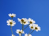 雏菊