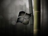 竹韵系统XP