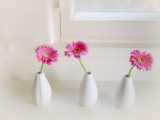 室内花卉