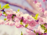 春天的桃花