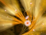 梦幻花纹