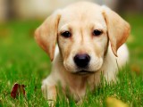拉布拉多犬