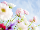 山花烂漫