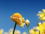 枯菊