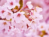 淡粉色樱花
