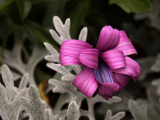 花仙子
