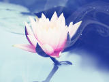 河中莲花