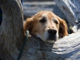宠物犬