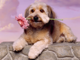 小狗献花