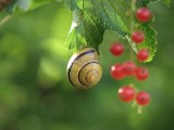 蜗牛