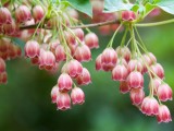 花蕾