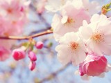 粉红桃花