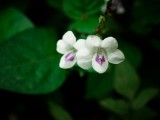 白色花卉