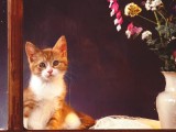 可爱猫咪