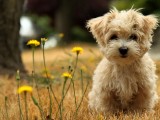 可爱泰迪犬