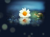 蜗牛