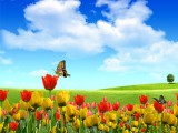 蝴蝶恋花