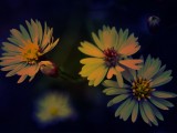 紫色调调