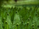 绿色植物