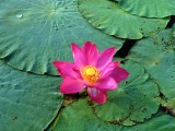 一朵荷花