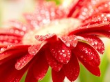 红色花儿