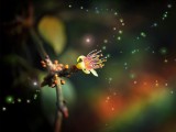 梦幻花语
