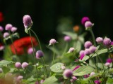 山花烂漫