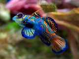 海洋生物