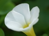 白色喇叭花