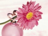 粉色雏菊