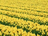 郁金香花海