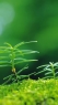 绿色植物