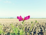 农田旁的波斯菊