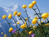 山花烂漫