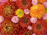百花艳开