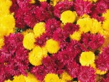 鲜艳菊花
