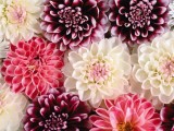 百花绽放