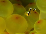 海底生物