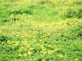 小雏菊