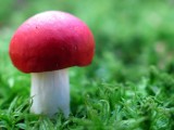 红色蘑菇