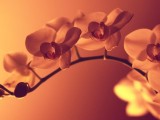 蝴蝶兰
