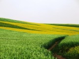 小穗麦田