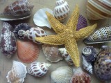 海星贝壳