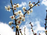 白色梅花