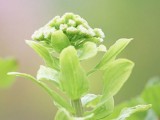 绿色植物