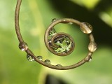 水珠的美丽