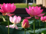 粉色荷花