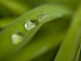 绿叶水珠