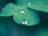 绿叶上的小水珠