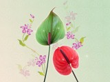 红叶和绿叶